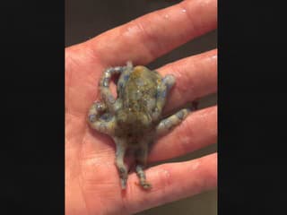 Známy Brit sa na dovolenke hral s chobotnicou: Zázrak, že žije!