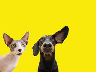 KVÍZ pre bystré oči: Spoznáte zviera iba podľa UCHA?