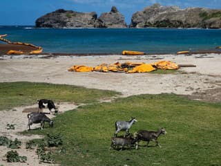 Turistický raj v Karibiku má temnú stránku: Tisíce divokých kôz ničia vzácne druhy