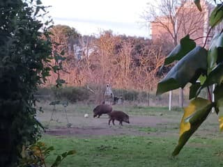 Talianov baví vtipné VIDEO: Na ihrisko vtrhli diviaky, hrajú sa ako my!