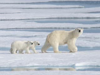Dojemný príbeh z kanadskej divočiny: Medvedia mama adoptovala sirotu