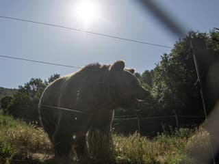 Ulicami sa túlajú medvede, dedinčania prosia o pomoc políciu