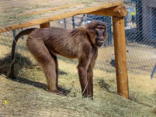 Úžasná novinka: V bratislavskej ZOO uvidíte unikáne dželady