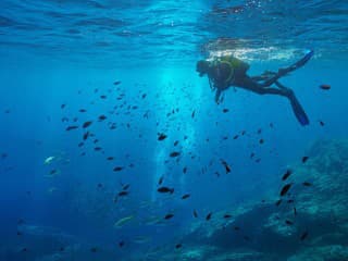 Votrelec by sa ich zľakol: Vedci objavili hlboko v oceáne rybu s priehľadnou hlavou aj obrie kalmáre