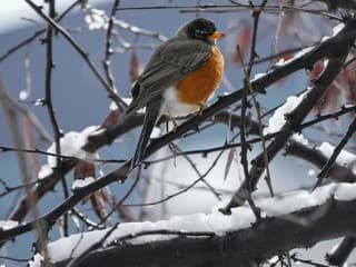 Experti radia: Takto by ste mali počas mrazov správne kŕmiť vtáky