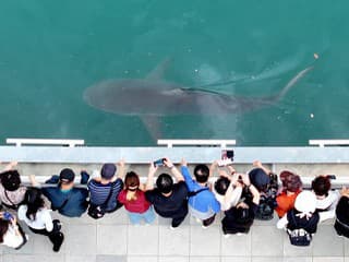 Nečakaná atrakcia: Na žraloka, ktorý uviazol v kanáli, sa prišlo pozrieť 600-tisíc turistov