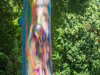 Pestrejší ako vták: Známy strom ukrýva pod kôrou farby dúhy