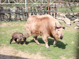 Roztomilý poklad: V bratislavskej ZOO sa narodil vzácny takin zlatý