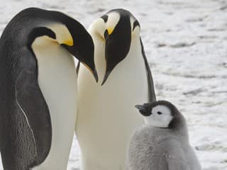 Tučniak cisársky sa stal ohrozeným druhom, ohrozuje ho topenie morského ľadu