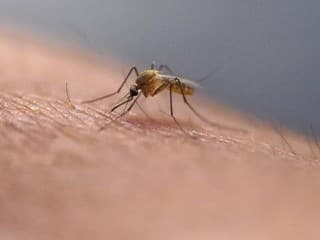 Ste magnet na komáre? Vedci vysvetľujú, prečo niekoho štípu viac než iných