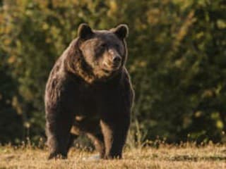 AKTUÁLNE FOTO VAROVANIE obce: Najprv jeden, na druhý deň už prišli DVA MEDVEDE! Tu si dávajte pozor