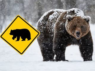 MIMORIADNE VAROVANIE MEDVEĎ priamo pri domoch: TU buďte opatrní, vyzývajú ľudí FOTO