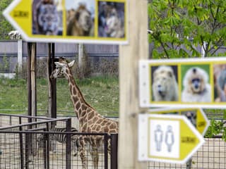 Bratislavská ZOO pripravuje nový výbeh: Žirafy a zebry získajú 8-krát väčší priestor