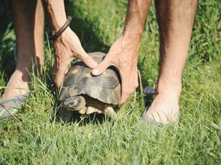 Fascinujúce tvory, ktoré bojujú o budúcnosť: O čom je Svetový deň korytnačiek?