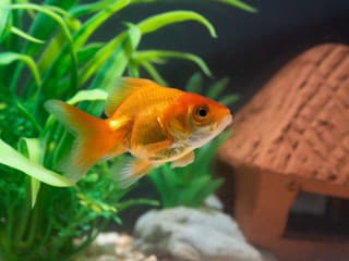 Bizarný zápis v knihe rekordov: Dokázala zlatá rybka naozaj šoférovať?