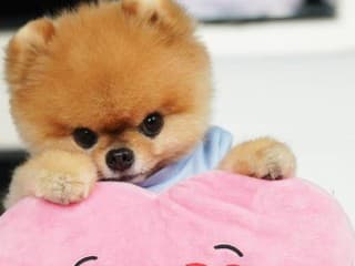 Sociálne siete týchto chlpáčov milujú: 10 zvieracích influencerov patrí k svetovej špičke