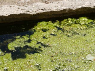 Zabudnuté kúpalisko vo Zvolene pripomína miesto duchov: Bazény dnes pokrýva žaburina