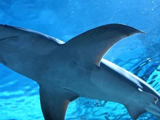 Pozor, žraloky na kokaíne: Pri týchto brehoch našli pozitívne testované jedince