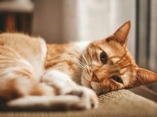 Prečo mačka pradie? Štvornohý miláčik to robí aj v situáciách, ktoré by čakal málokto