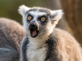 KVÍZ Prever svoje znalosti živočíšnej ríše: Odhalíš mená zvierat iba podľa obrázka?