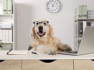 Rebríček 10 najinteligentnejších psov: Patrí k nim aj tvoj miláčik?