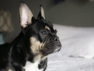 Dokážu psy naozaj vidieť duchov? Vedecké zistenia priniesli jasné vysvetlenie