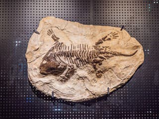 Milióny rokov stará fosília prepisuje históriu: Čo odhalili pozostatky netypického dinosaura?