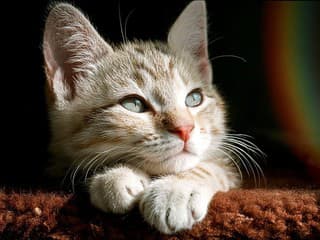 10 najväčších maznákov spomedzi mačiek: Môžeš sa s nimi mojkať dosýta