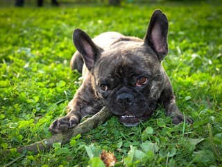 Prečo tvoj pes schováva jedlo a hračky? Odborník vysvetľuje, kde má korene toto správanie