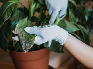 Začali lopatkovcu vädnúť, hnednúť alebo černieť listy? Toto sú možné dôvody a riešenia