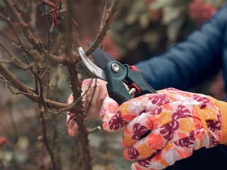Tieto dreviny v blízkom čase orežte, podporíte zdravie i bohatšie kvety. Kedy a ako strihať pre čo najlepší efekt?