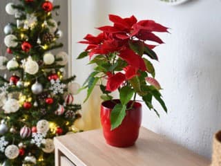 Vianočná ruža nie je všetko! Týchto 5 izbových rastlín vám skrášli interiér a kvitne práve na Vianoce