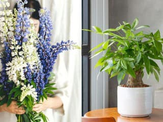 Poznáme kvet a rastlinu roka 2026! Stračonôžka je ozdobou záhonov, nenáročná pachira rastie ako blesk