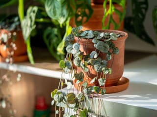 6 izbových rastlín, ktoré lásku vyznávajú každý deň a možno ste si to nevšimli. Viaceré zvládnu i začiatočníci