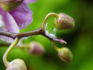 Všimli ste si na rastline vlákna podobné vate? Zrejme ju napadla vlnatka. Takto sa jej zbavíte, nečakajte však dlho