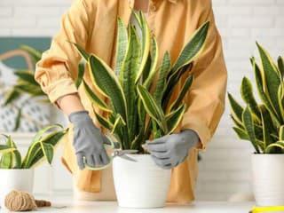 Rozmnožte si svokrin jazyk týmto spôsobom, je takmer zadarmo. Stačí vám pohár vody!