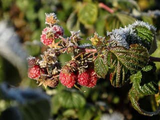 Korene ríbezlí a malín vysteľte touto zmesou, perfekte chráni pred mrazom, radí záhradník. Ako správne zimovať dreviny?
