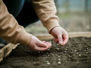 V marci vysejte tieto plodiny a kvety, aby ste mali bohatú záhradu. Aké podmienky treba sadeniciam, aby boli zdravé?
