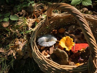 Menej známe huby, ktoré sa oplatí zbierať na jeseň. Možno ich obchádzate aj vy, no majú vynikajúci chuť!