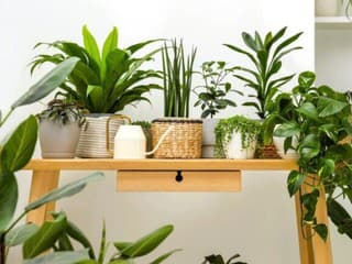 Siahnite doma po týchto izbovkách, ihneď osviežia bývanie! V roku 2026 sú populárne netradičné farby i tvary listov