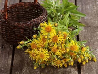 Vyzerajú ako burina, no majú úžasné liečivé účinky! 6 rastlín, ktoré pomôžu pri chorobách a nájdete ich aj na jeseň