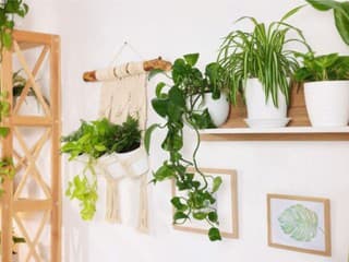 7 izbových rastlín, ktoré sa perfektne hodia na zavesenie či do políc. Sú ako dekorácia a priestor krásne rozžiaria!