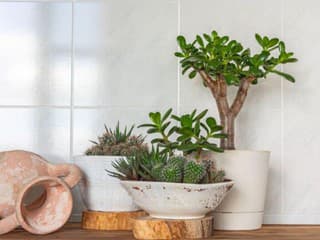 5 izbových rastlín, ktoré prežijú i tam, kde sa ostatným nedarí. Tieto druhy oživia aj problémové miesta!