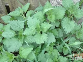 Sirup z mladej žihľavy je zázrak. Ako najlepšie a rýchlo využiť žihľavu, vám poradíme.