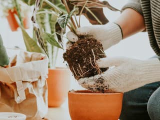 Správny čas na presádzanie izbových rastlín: Ako ho určiť a prečo sa to oplatí?