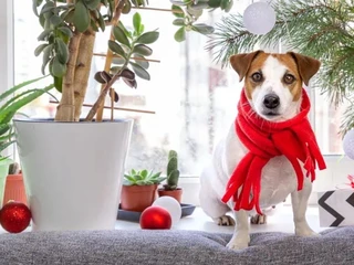Tichý zabijak sviatkov? Vaše obľúbené izbové rastliny môžu byť rizikom pre zvieratá
