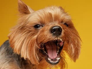 Odhaľte najhlučnejšie plemená psov: Títo štvornohí spoločníci štekajú najviac