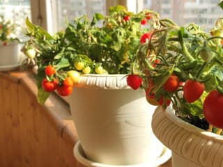 Chcete si vypestovať vlastnú úrodu? Najľahšie plodiny pre začiatočníkov, ktoré zaručia úspech