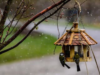 Prikrmovanie vtákov je v zime významnou pomocou: Toto do kŕmidla nikdy nedávajte!