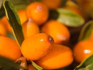 Oranžový poklad jesene, ktorý obsahuje viac než len vitamín C: V čase chrípok sa oplatí poznať silu rakytníka